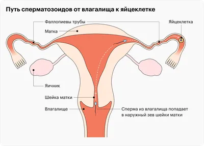 4 контакта для зачатия ребенка / Доктор Черепанов - YouTube