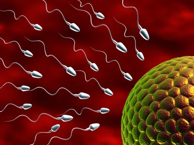 Как быстро забеременеть. 7 действенных рекомендаций от репродуктолога -  7Дней.ру