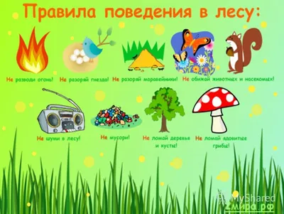Знаки поведения в лесу для дошкольников картинки - 55 фото