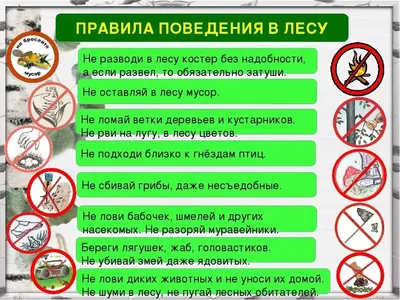 Купить Стенд Правила поведения в лесу 400*600 мм 📄 с доставкой по Беларуси  | интернет-магазин 