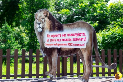 Безопасность людей на водных объектах - Ярославский Зоопарк