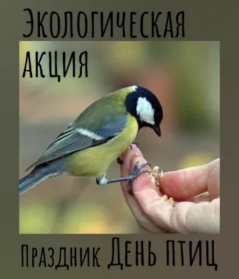 Дворец творчества детей и молодежи • Последние новости — Друзья -  перелетные птицы