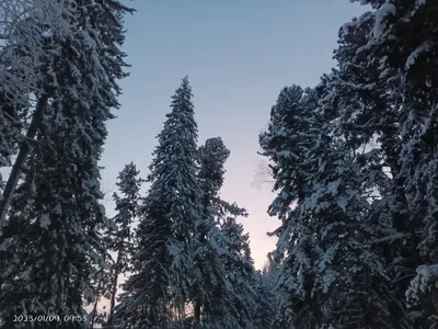 Прекрасное зимнее утро! — Фото №1395683