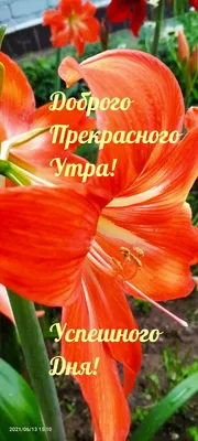 Прекрасного утра! Хорошего дня! Музыкальная открытка с добрым утром!  Доброго утра пожелания - YouTube