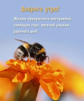 Картинки с надписью - С добрым утром! Хорошего дня, прекрасного настроения.