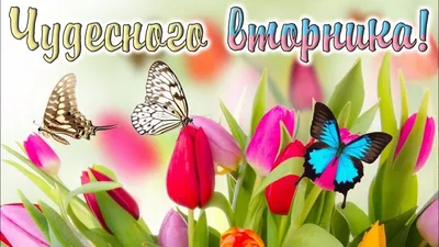 Со вторником. Желаю удачного вторника и хорошего настроения 🌼🌼🌼 - YouTube