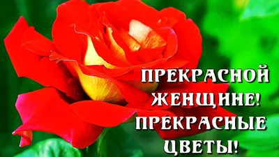 🌹🌹🌹САМОЙ ПРЕКРАСНОЙ ЖЕНЩИНЕ! С ДНЕМ РОЖДЕНИЯ! - YouTube