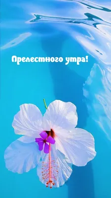 Прелестных снов | Good night wishes, Night wishes, Good night