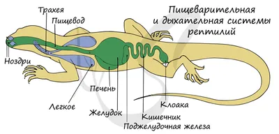 Ящерицы — Википедия