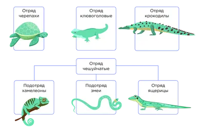 Особенности пресмыкающихся — Образ жизни | Энциклопедия