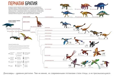 Змеи, ящерицы и другие рептилии | В Мире Животных | Дзен