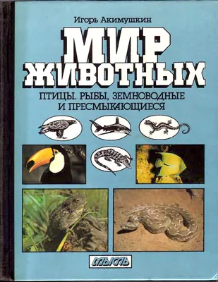 Что едят ящерицы, какие есть их разновидности и другие интересные факты о  пресмыкающихся