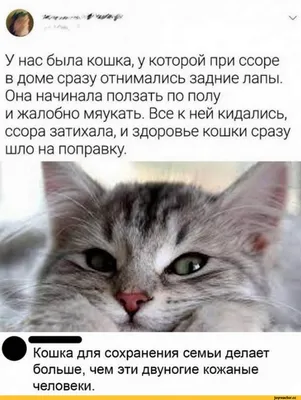 У нас была кошка, у которой при ссоре в доме сразу отнимались задние лапы.  Она начинала ползать по / отношения :: хитрость :: кошка / смешные картинки  и другие приколы: комиксы, гиф