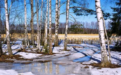 Приближение весны. Photographer Titov Aleksandr