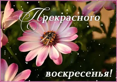 Приятного Воскресенья! С добрым утром! ☕🌹🌹🌹 | Фотографии для мотивации,  Доброе утро, Воскресенье