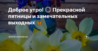 Прекрасной пятницы! | Милые животные, Животные, Фотографии