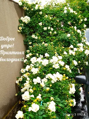 С Субботой! Приятных выходных! ☕🍒🌹💖🌼💐 | Выходные, Доброе  утро, Субботы