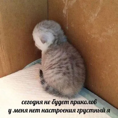 грустный кот :: текст на картинке :: душ :: мем :: котэ (прикольные  картинки с кошками) / смешные картинки и другие приколы: комиксы, гиф  анимация, видео, лучший интеллектуальный юмор.