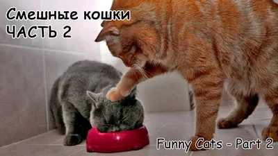 смешные коты »  - Источник Хорошего Настроения