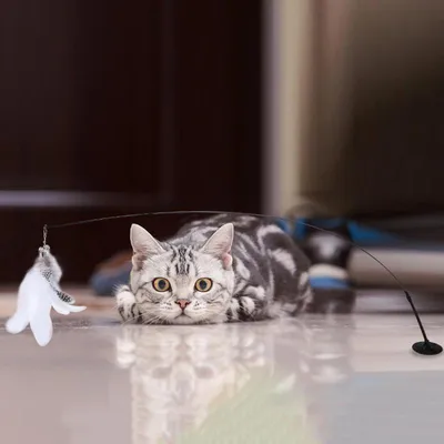 Фотогалерея - Кошки ловят мышей - Забавные фото кошек