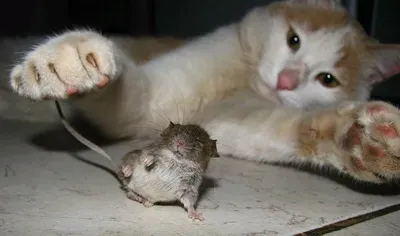 😾Почему кошка долго мучает мышку, а не ест ее сразу как поймает | Нос,  хвост, лапы | Дзен