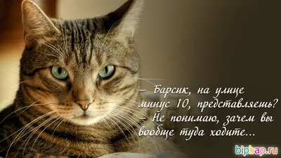 Новинка, смешные Коты с надписью «Tell your cat», бейсболка, головные  уборы, шапки на день рождения, мужские головные уборы для мужчин и женщин |  AliExpress