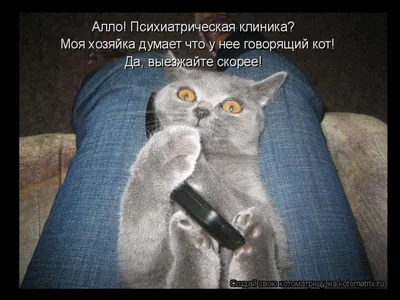 Милые майки с надписью «Meow Wars»-смешные майки с принтом кошки и  любовника, хлопковые майки с надписью «Meow Wars» и изображением животных,  котов, котят, мяуков | AliExpress