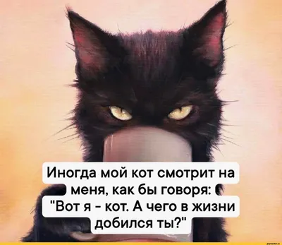 Худшие корма для кошек: 8 самых плохих вариантов готовой еды для котов