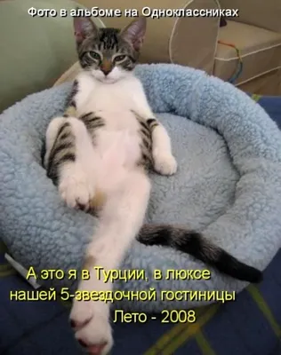 Смешные котики | Пикабу