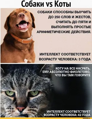 Смешные фото кошек. Коты и кошки рассмешат каждого! 😹Интересная и  занимательная информация про кошек 🐈 | Все про кошек | Дзен