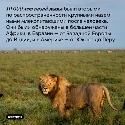 Скачать обои лев, интернет, львёнок, король, прикол разрешение 1280x720  #80139