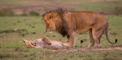Львов и львиц смешные - картинки и фото 