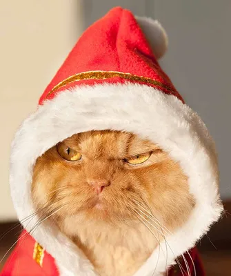 Новогодние коты | Christmas cats, Matching christmas pfp friends, Silly cats