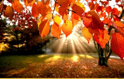 Золотая осень - красивые картинки (100 фото) - 