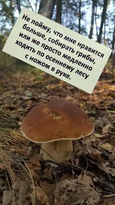 Несколько эпизодов из жизни дикой природы