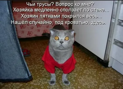 Коты греют зимой трубы, чтобы людям в квартирах было тепло. КОТельня! /  Приколы для даунов :: коты греют трубы чтобы людям было тепло :: котэ ( прикольные картинки с кошками) :: разное /