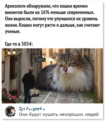 Приколы про котов, или Что значит быть котом? / Некто Нечто