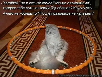 Смешные, позитивные фото кошек. Коты, которые рассмешат каждого 😂.  Интересная информация про кошек | Все про кошек | Дзен