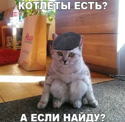 Смешные коты» — создано в Шедевруме