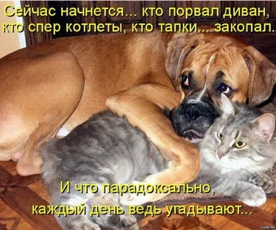 Смешные, позитивные фото кошек. Коты, которые рассмешат каждого 😂.  Интересная информация про кошек | Все про кошек | Дзен