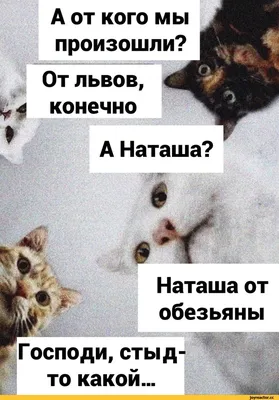 Наташ, вставай, мы всё уронили»: откуда взялись мемы про Наташу и котов,  которые теперь буквально везде — 