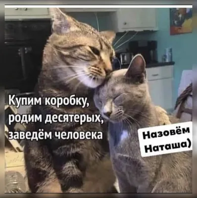 Наташ, вставай, мы всё уронили»: откуда взялись мемы про Наташу и котов,  которые теперь буквально везде — 