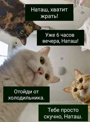 В сети обрел популярность мем с котами «Наташ, вставай! Мы все уронили!»