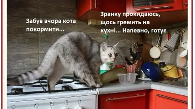 Пин от пользователя NATALIA(Н.В.С.) на доске Наташа и коты | Милые котики,  Кошки, Юмор про кошек