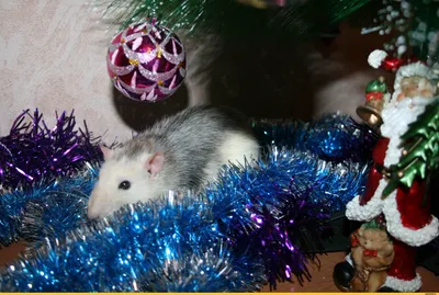 Новогодняя крыса арт - 67 фото