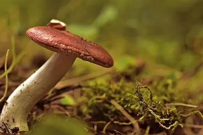 Необычные грибы...: Персональные записи в журнале Ярмарки Мастеров
