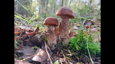 Новосибирцы находят в лесу необычные и редкие грибы -  -  НГС.ру