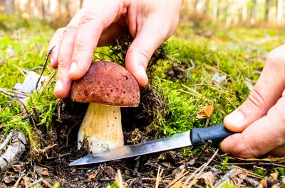 Самые грибные леса Беларуси