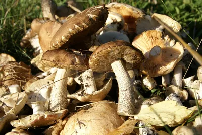 Интересные факты о белых грибах | Пикабу