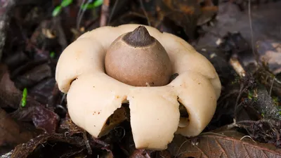 Посмотрите на один из самых необычных грибов Подмосковья. Фото | РБК Life
